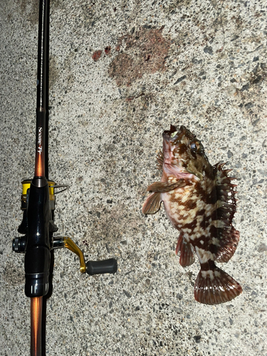 カサゴの釣果