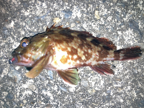 カサゴの釣果