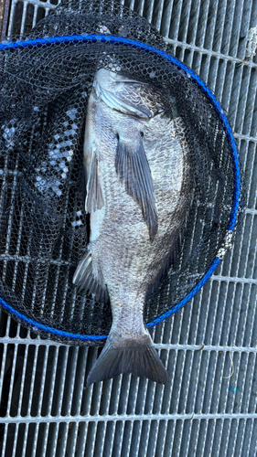 芝浦運河