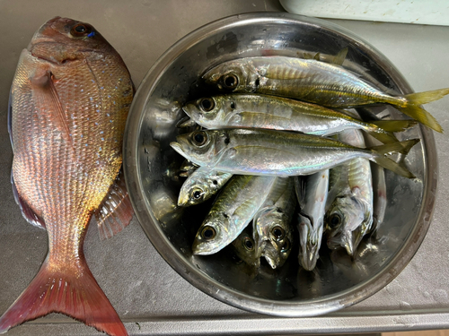 アジの釣果