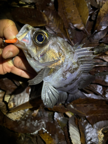 メバルの釣果