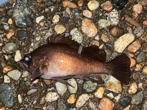 メバルの釣果