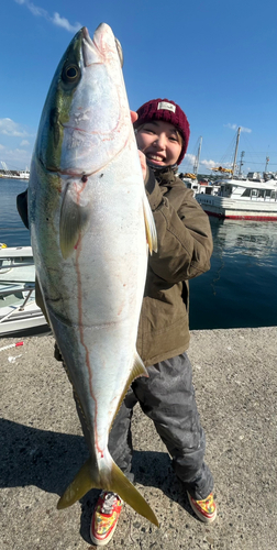 ブリの釣果