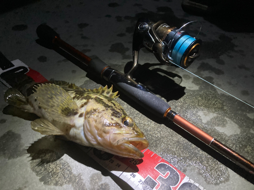 タケノコメバルの釣果