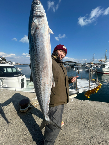 サワラの釣果