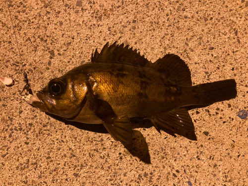 メバルの釣果