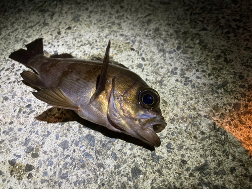 メバルの釣果