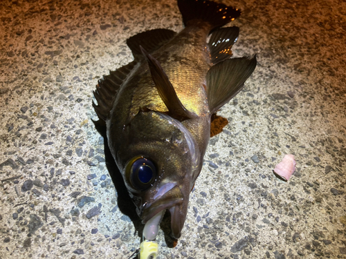 メバルの釣果