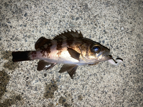 メバルの釣果