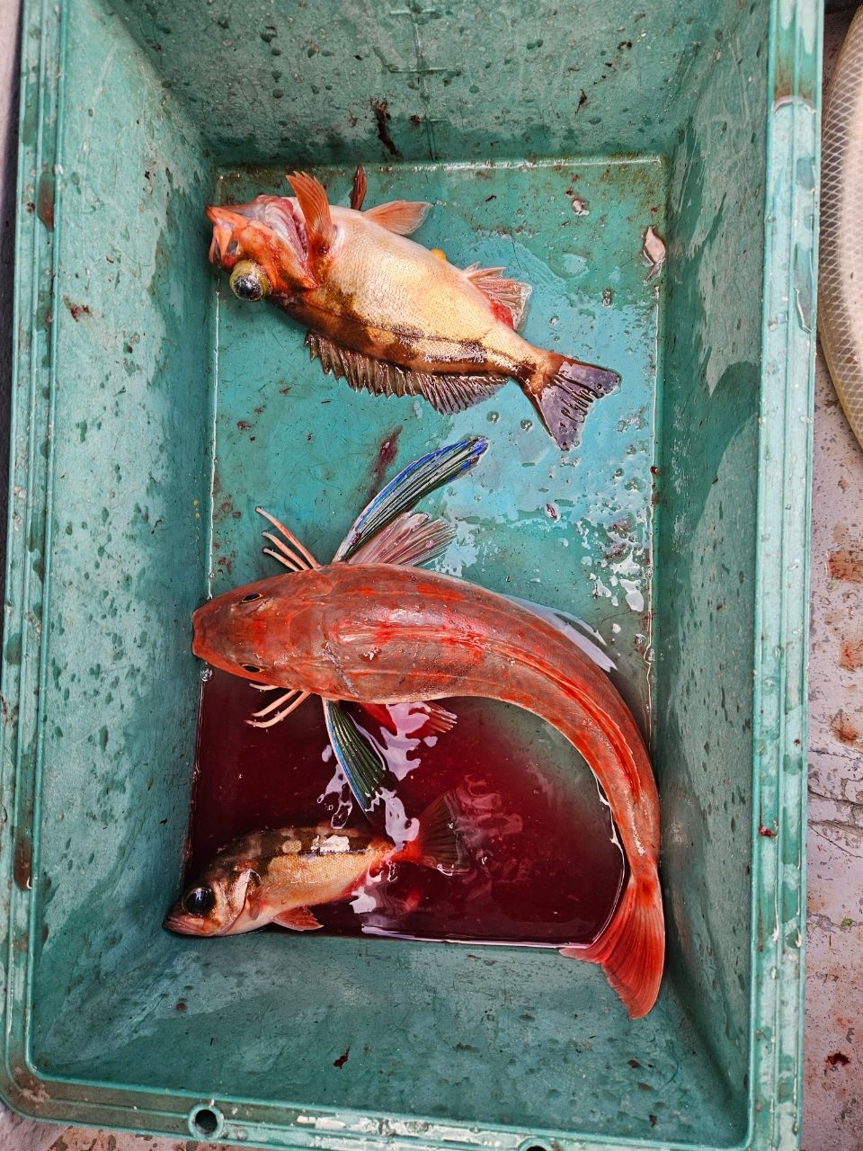 洋平たんさんの釣果 3枚目の画像