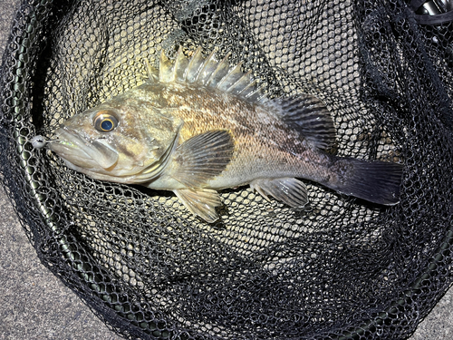 クロソイの釣果