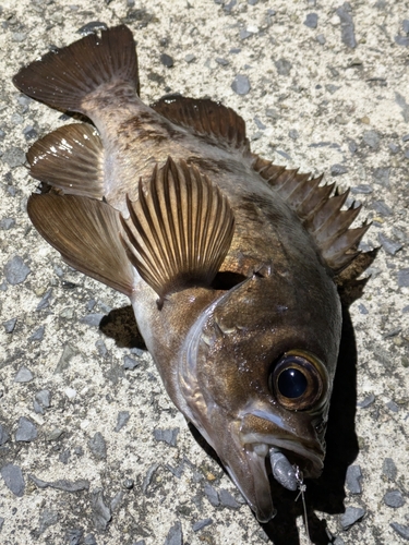 メバルの釣果