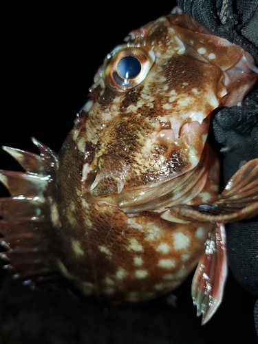 ガシラの釣果