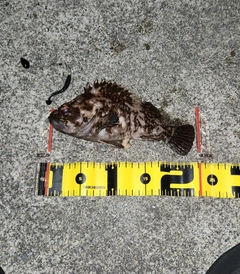 ムラソイの釣果