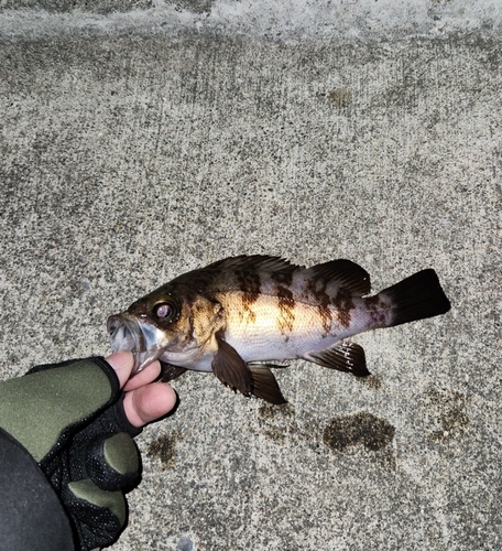 メバルの釣果