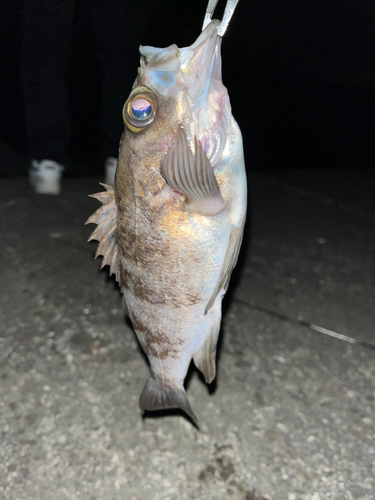 メバルの釣果