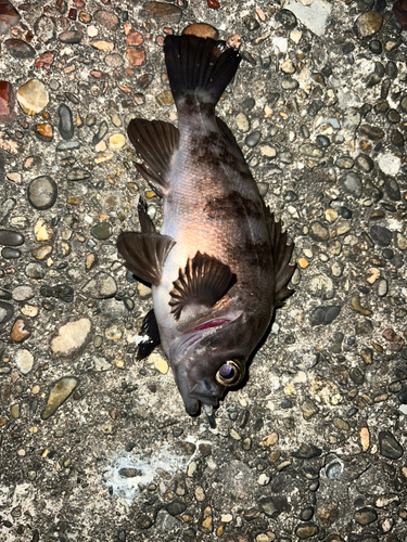 メバルの釣果