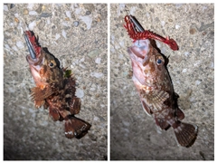 カサゴの釣果