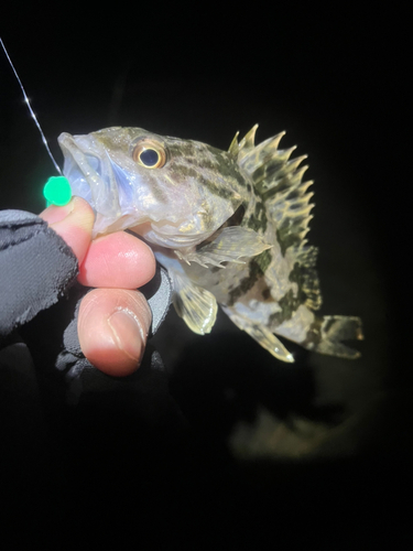 タケノコメバルの釣果