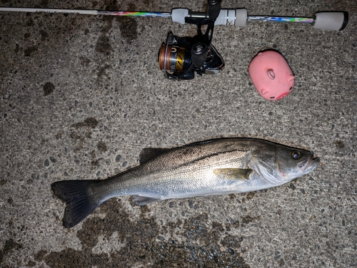 フッコ（マルスズキ）の釣果