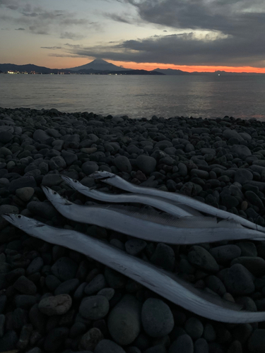 タチウオの釣果