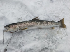 アメマスの釣果