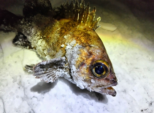 シロメバルの釣果