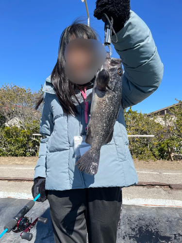 クロソイの釣果