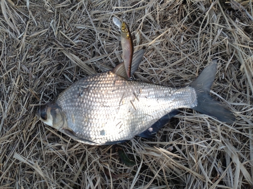 ダントウボウの釣果