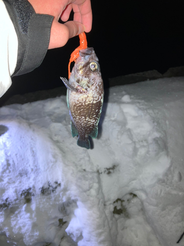 マゾイの釣果