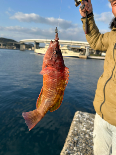 アカササノハベラの釣果