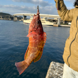 アカササノハベラ