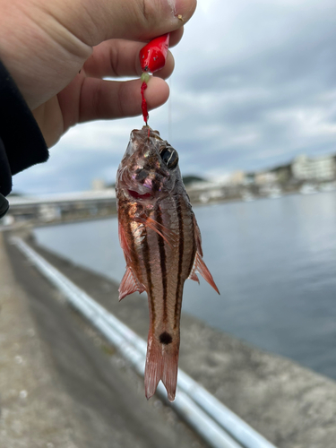 ネンブツダイの釣果