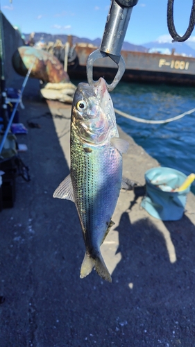 コノシロの釣果