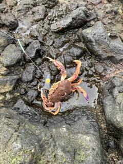 カニの釣果