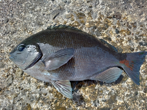 クチブトグレの釣果