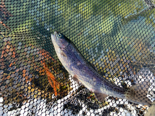 ニジマスの釣果