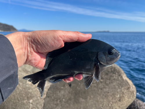 メジナの釣果