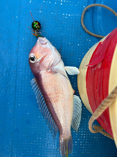 シロアマダイの釣果