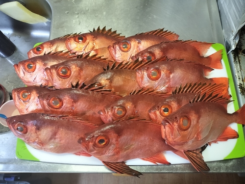 チカメキントキの釣果