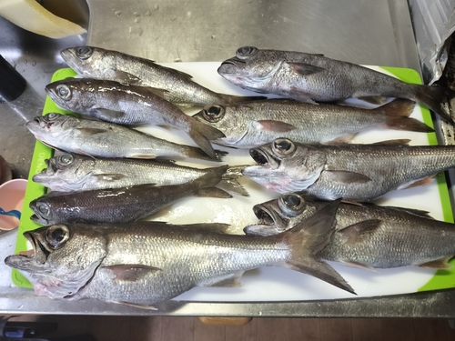 クロムツの釣果