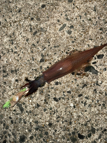 ササイカの釣果