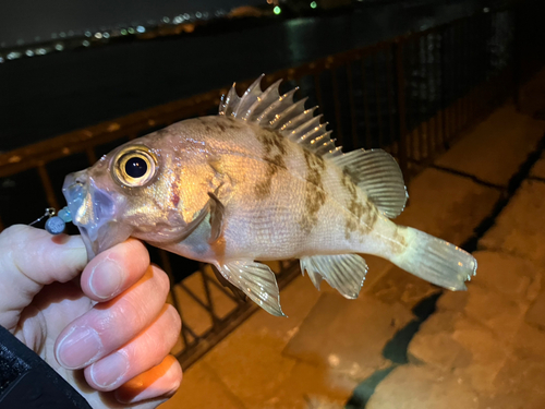 メバルの釣果