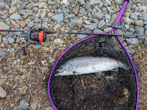 サクラマスの釣果