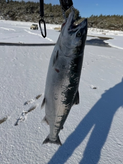 サクラマスの釣果