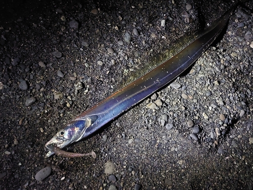 タチウオの釣果