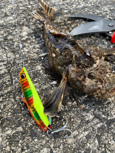 オニオコゼの釣果