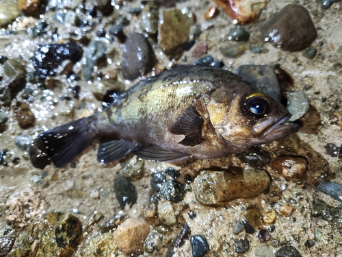 シロメバルの釣果