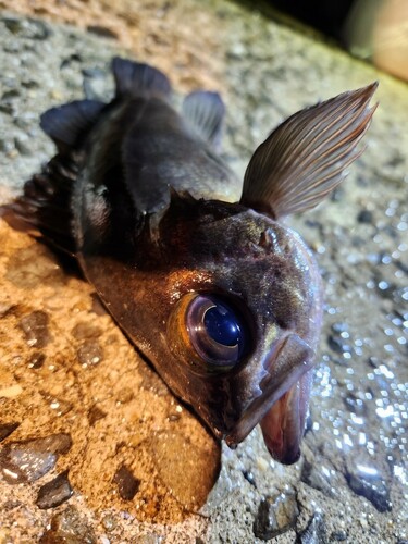 シロメバルの釣果