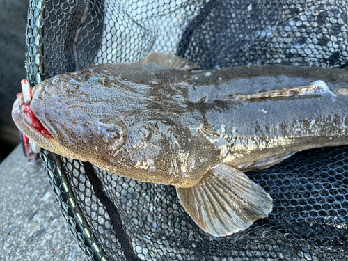 マゴチの釣果